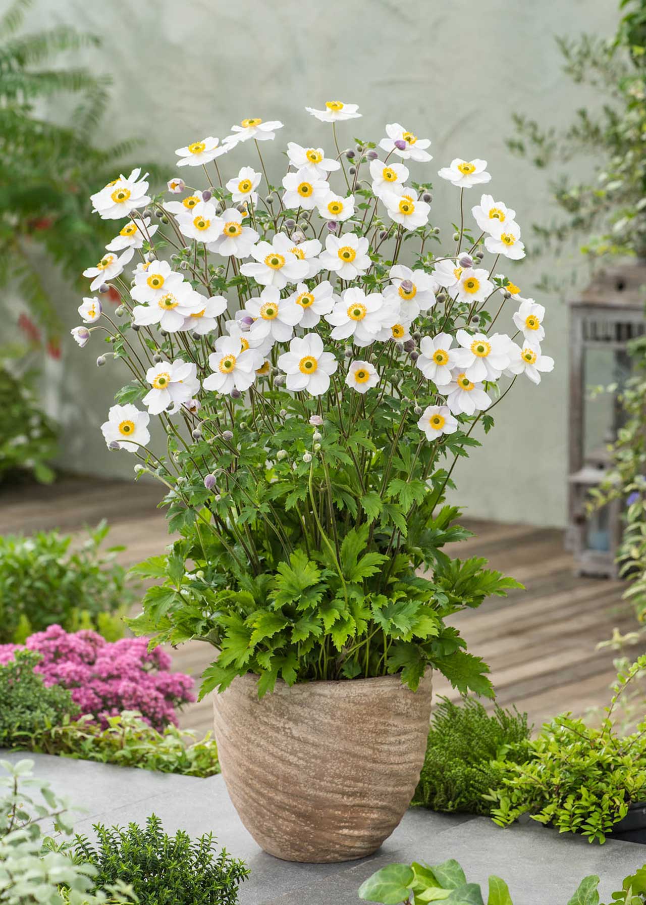Anemone Elfin Swan 2ltr