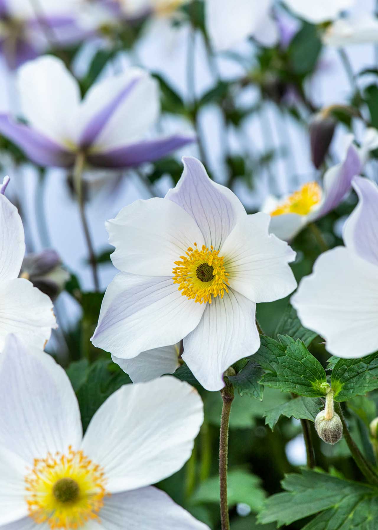 Anemone Ruffled Swan 2ltr