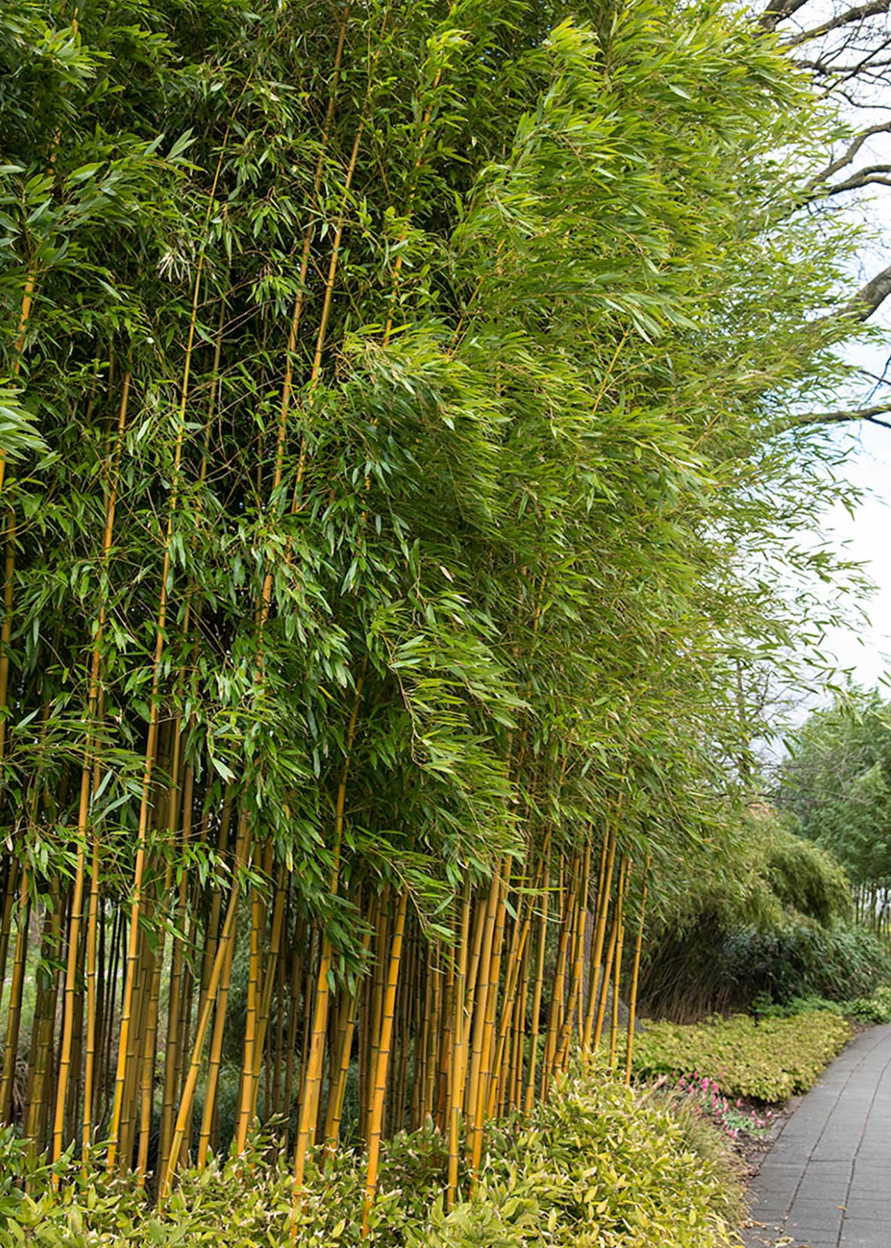 Phyllostachys 125/150 9ltr (Aurea)