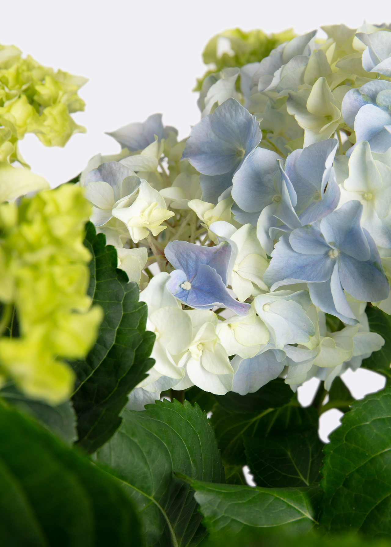 Hydrangea macrophylla Blue 14cm