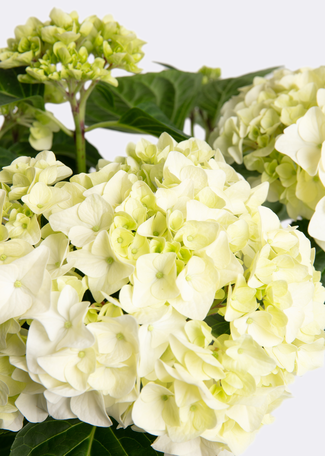 Hydrangea macrophylla White 14cm