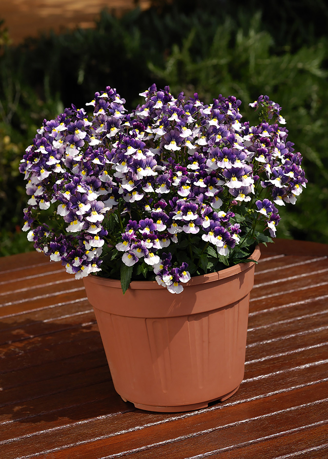 Nemesia Berries and Cream 1ltr