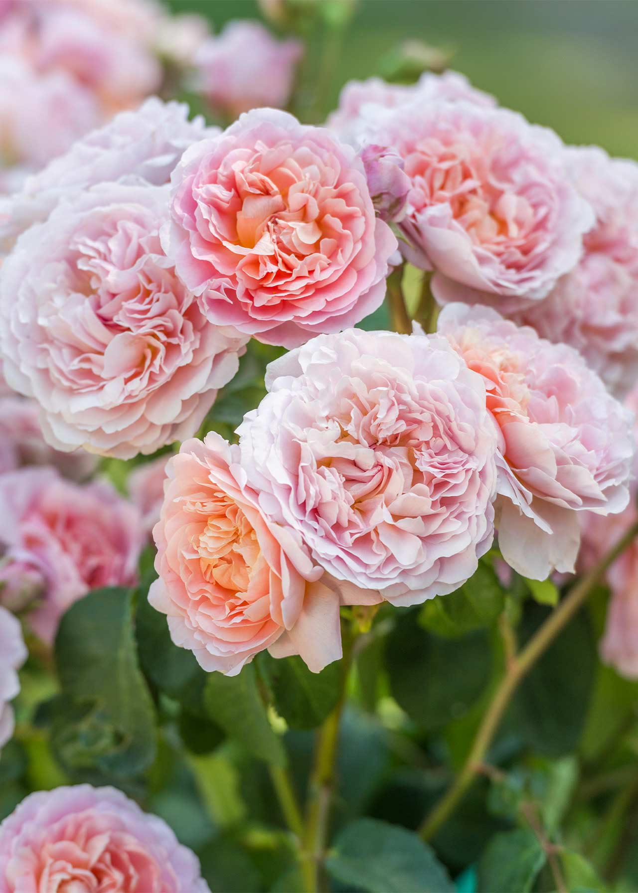 David Austin Rose 'Eustacia Vye' 6ltr