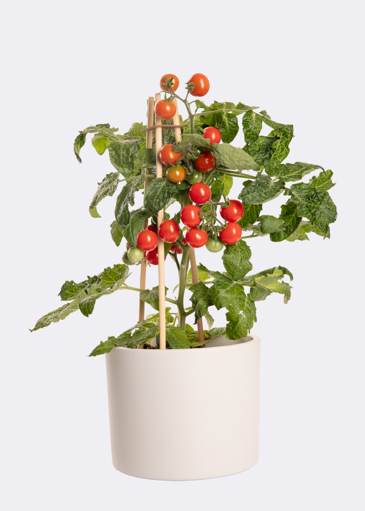 Pick & Joy Cherry Tomato Red 14cm