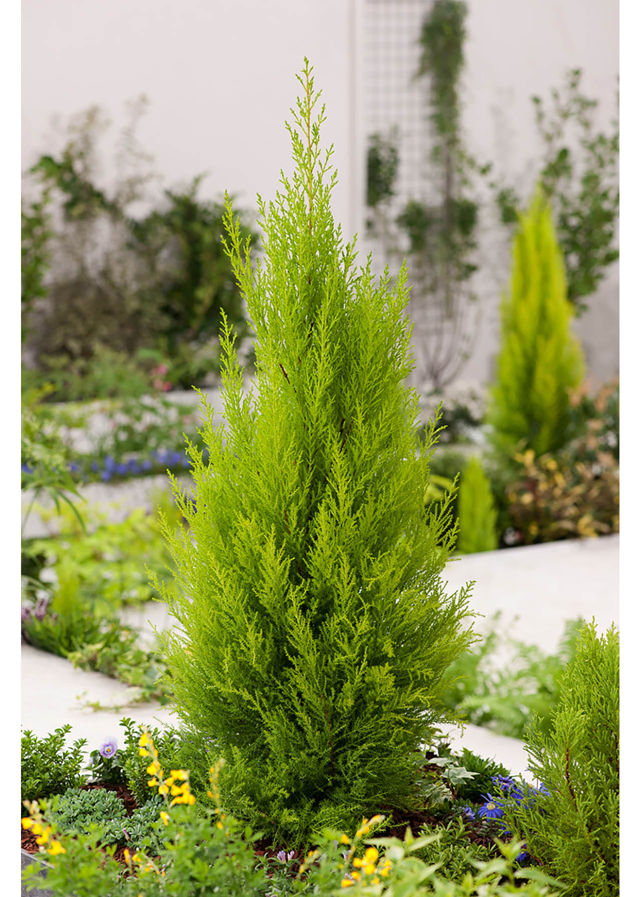 Cupressus Goldcrest 1ltr