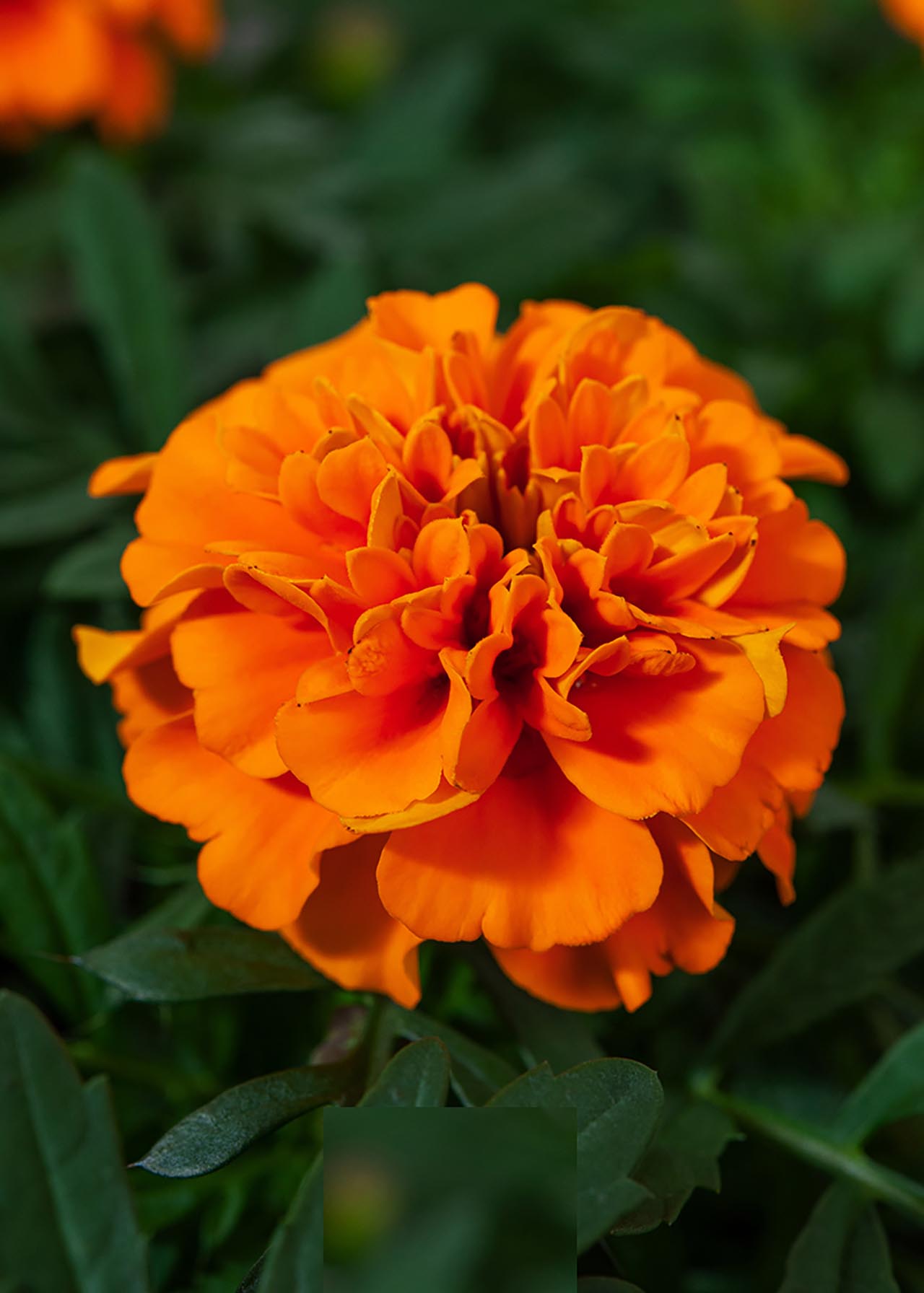 Marigold Durango Orange 1ltr