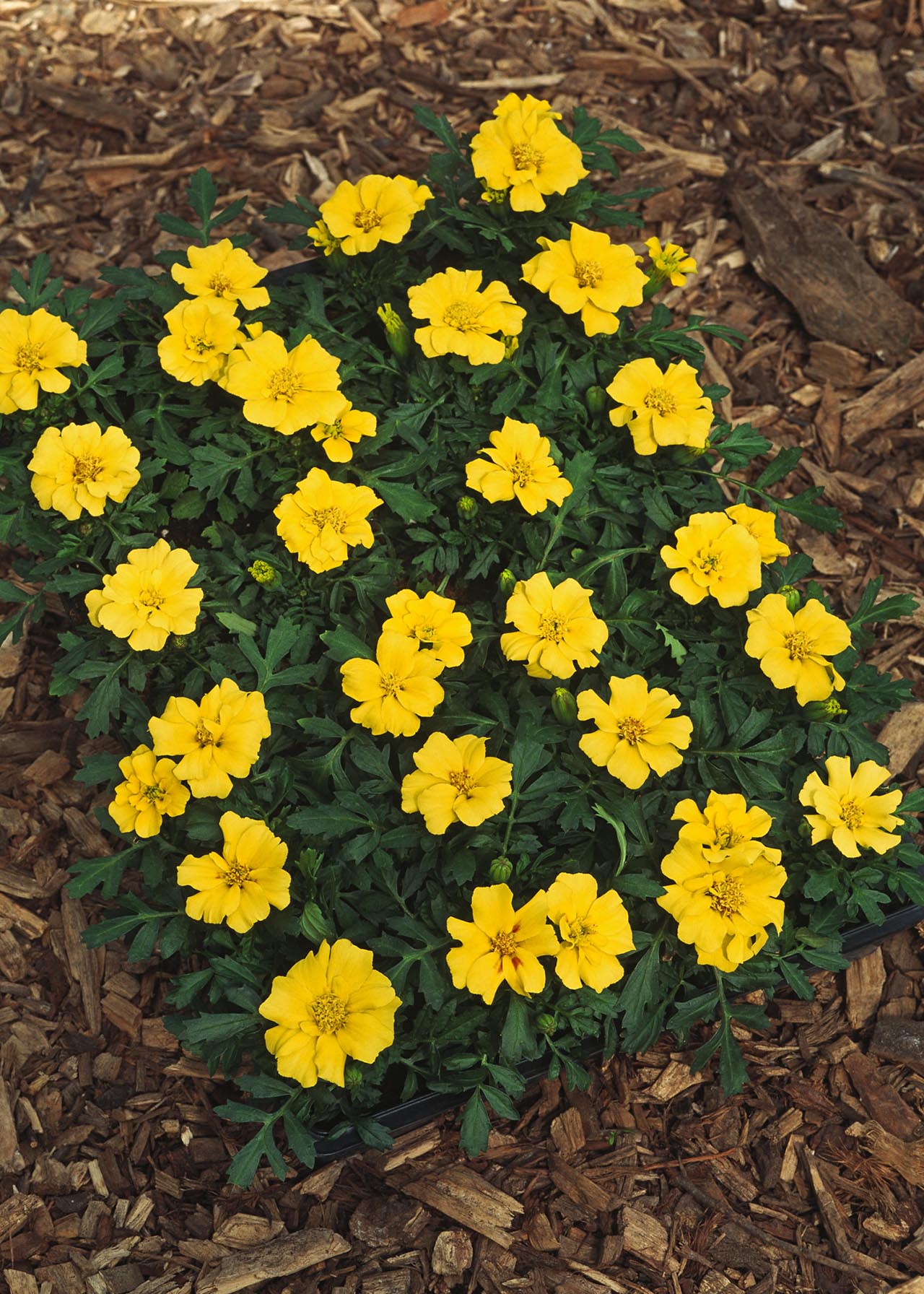 Marigold Durango Yellow 1ltr
