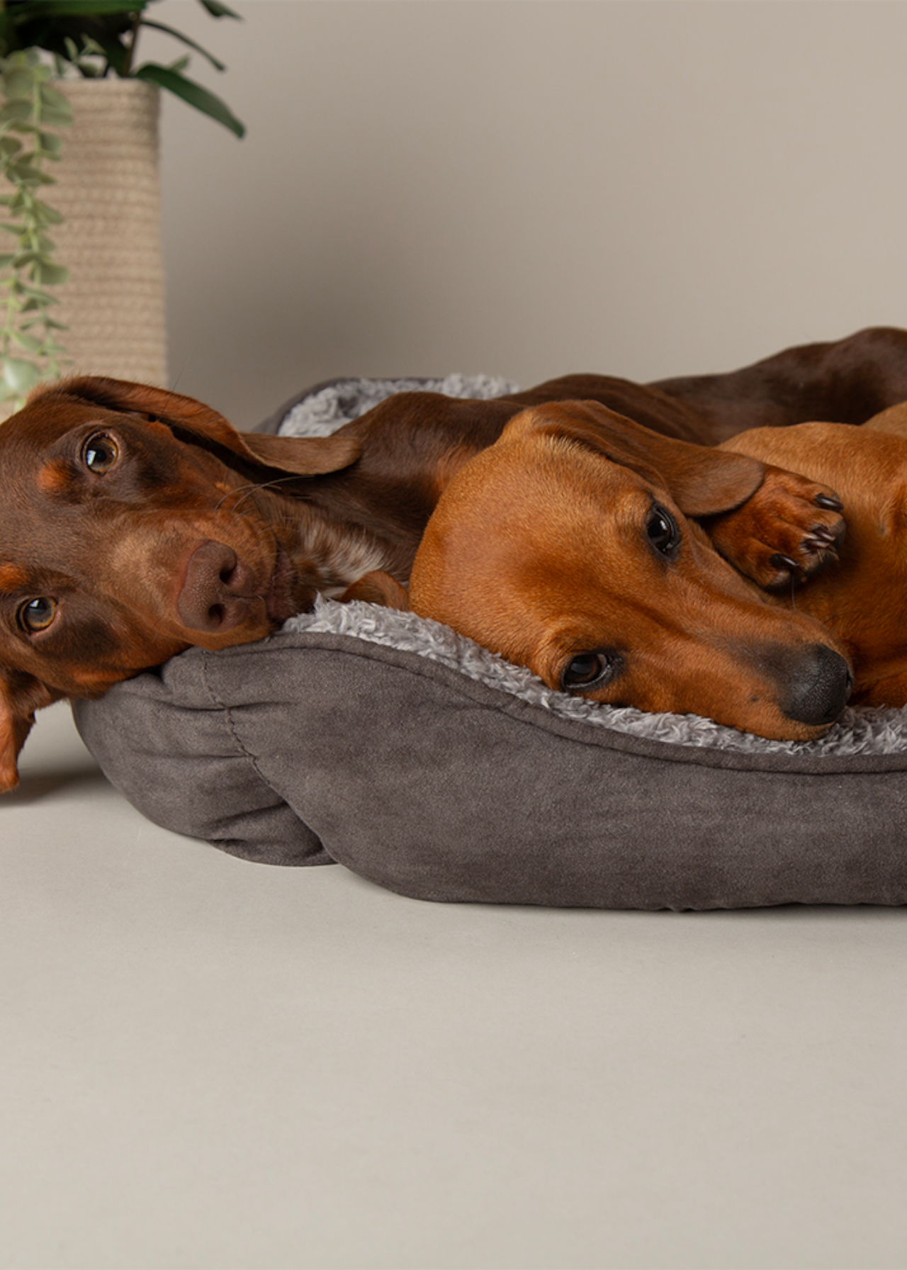 Scruffs Cosy Box Dog Bed Medium Grey