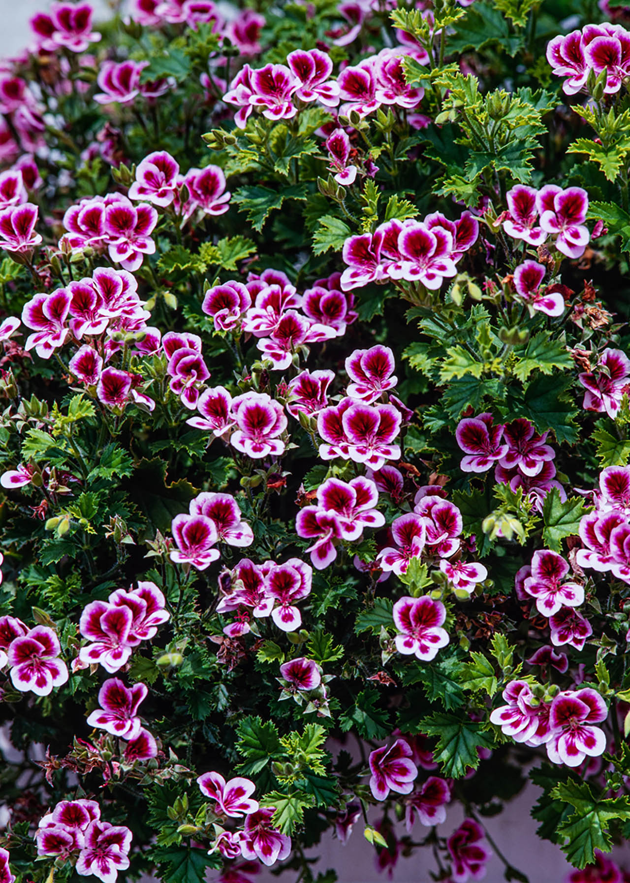 Pelargonium Angel Eyes 1ltr