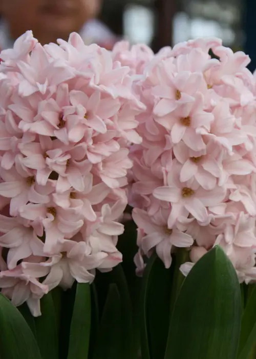 A photo of Hyacinth Pink Elephant Pack of 3