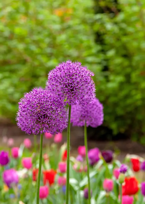 A photo of Allium Purple Sensation Pack of 25