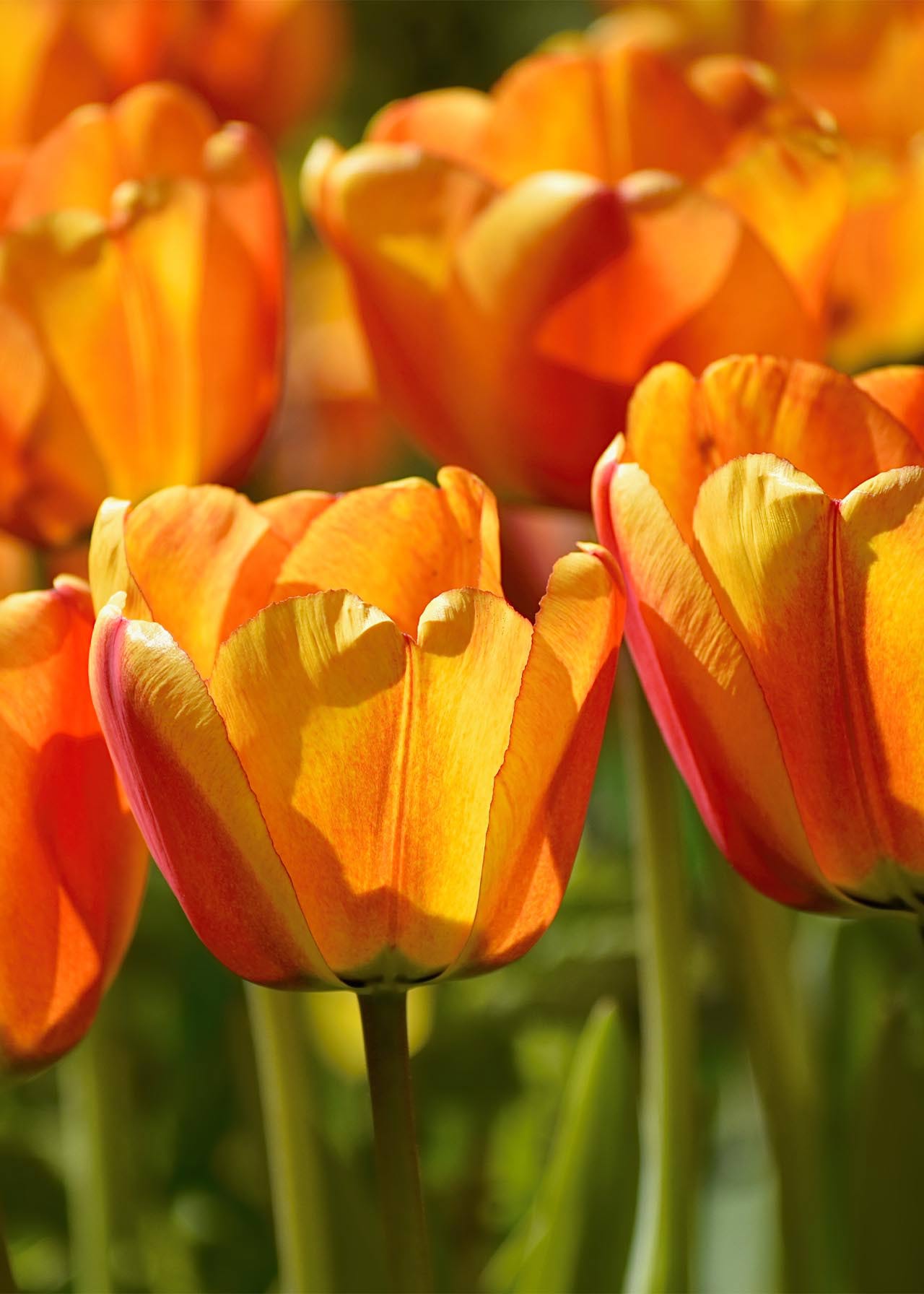 Tulip Beauty Of Apeldoorn Pack of 7 Dobbies Garden Centres