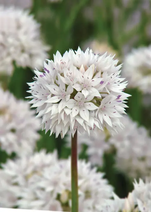 A photo of Allium Graceful Beauty Pack of 6