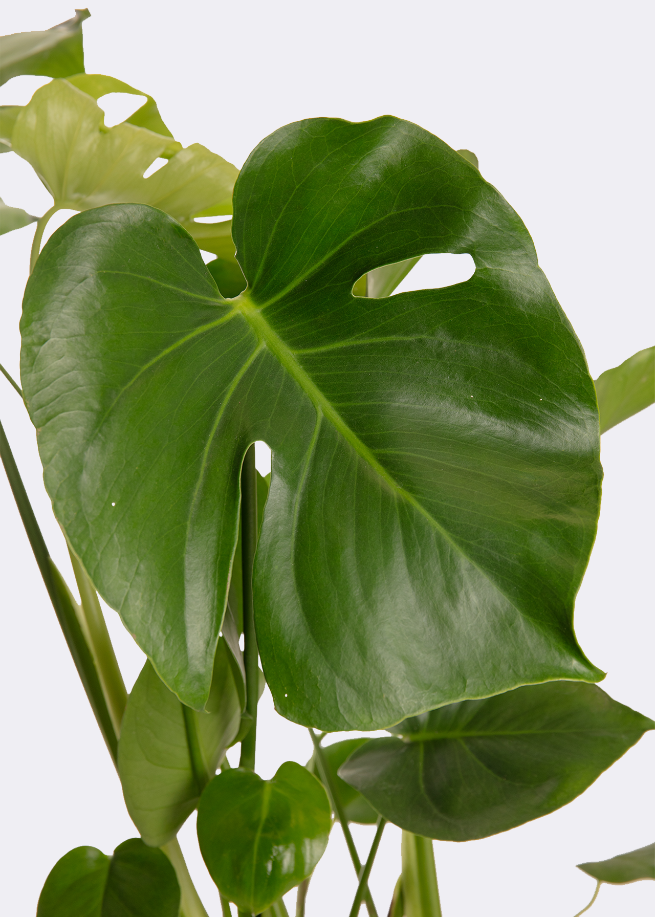 Monstera deliciosa 17cm Air Purifier