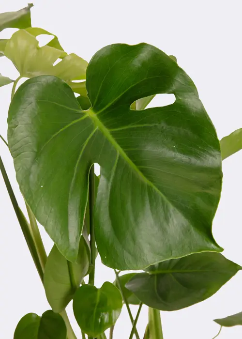 Monstera Deliciosa 17cm