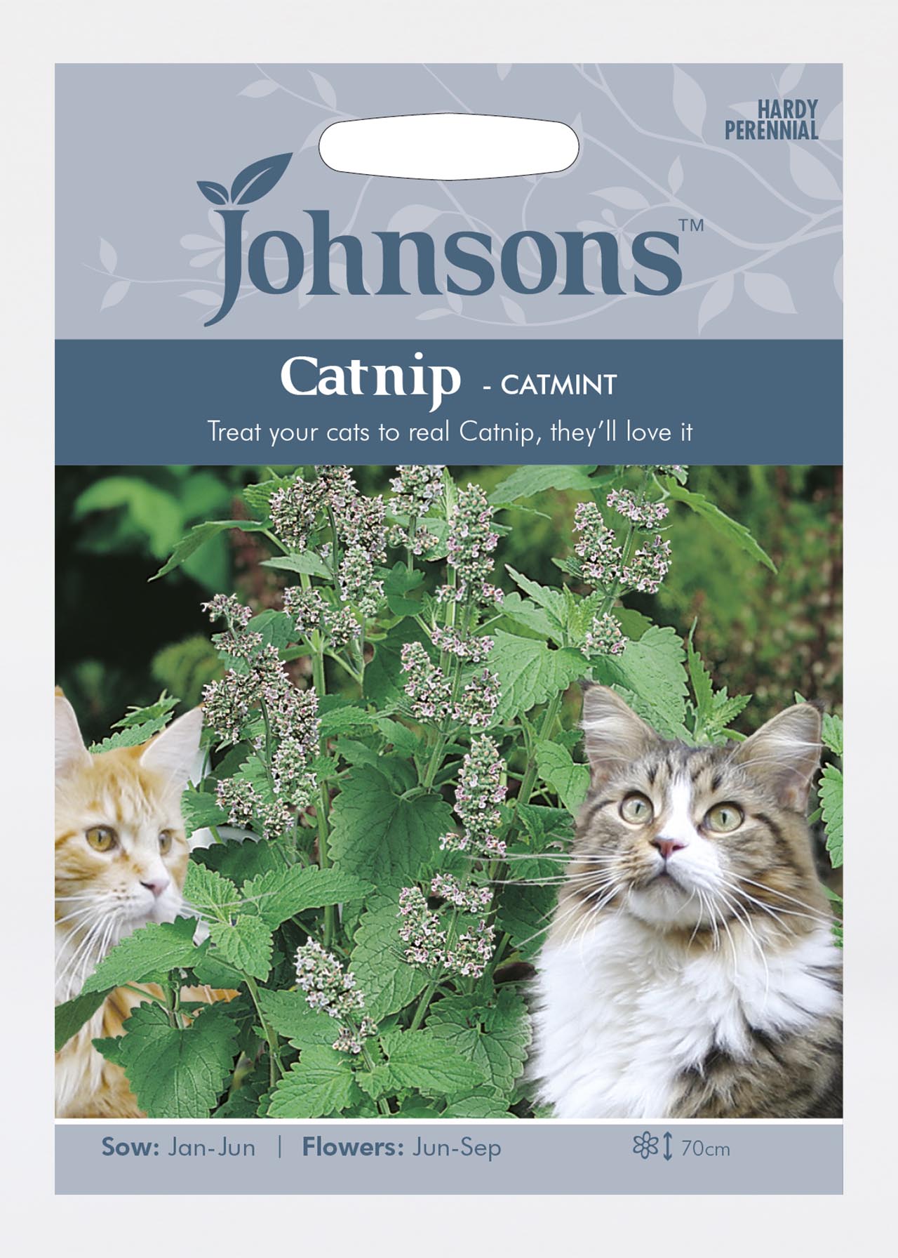 Catnip Seed