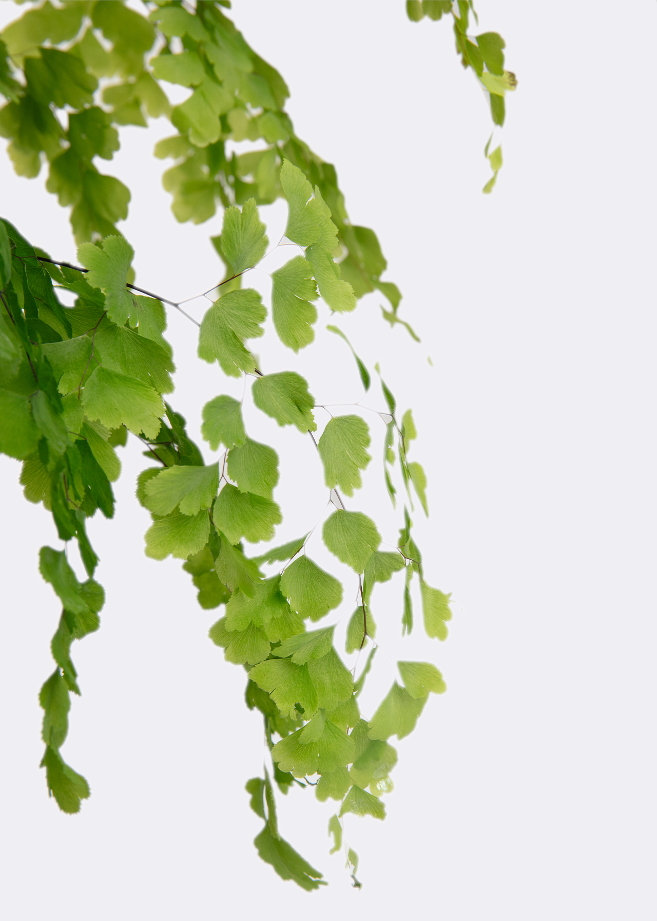 Adiantum Fragrans 13cm
