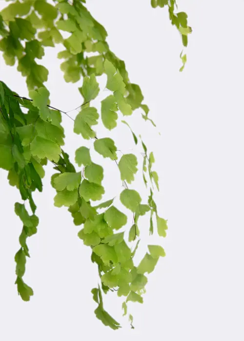 A photo of Adiantum Fragrans 13cm