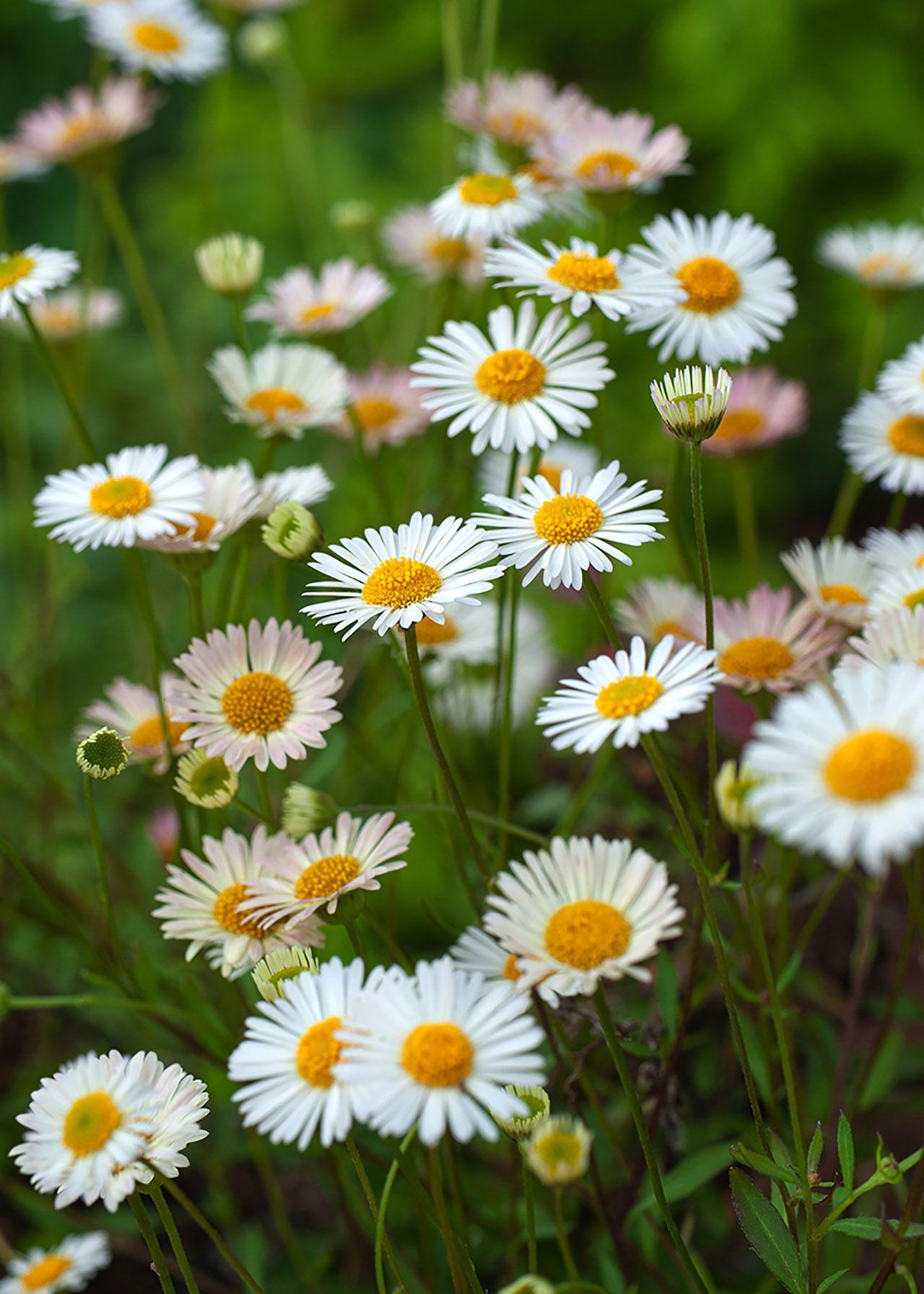 Erigeron Karvinskianus Sea of Blossom 3ltr
