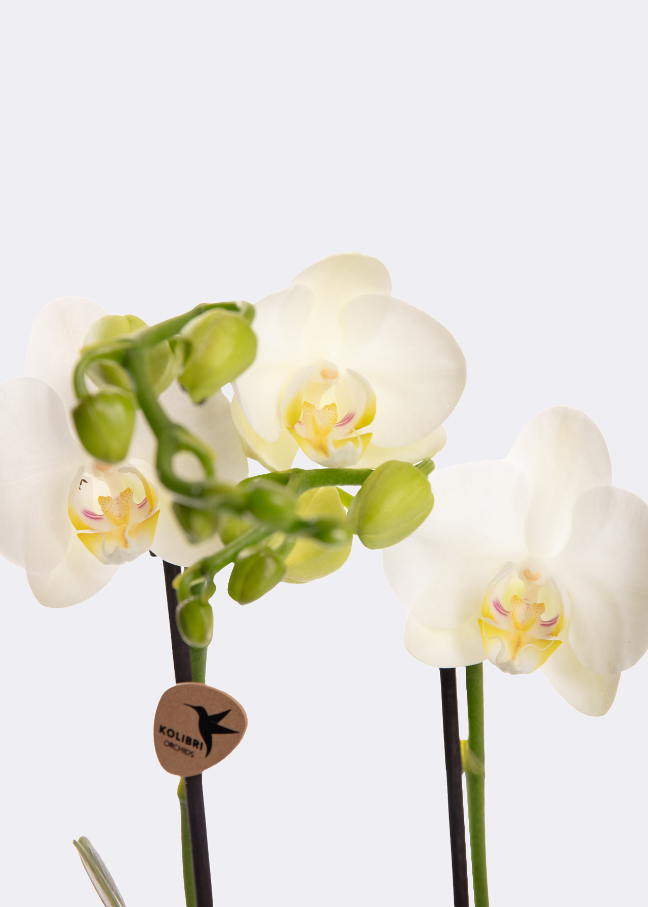 Phalaenopsis Amabilis 2 Spike 9cm