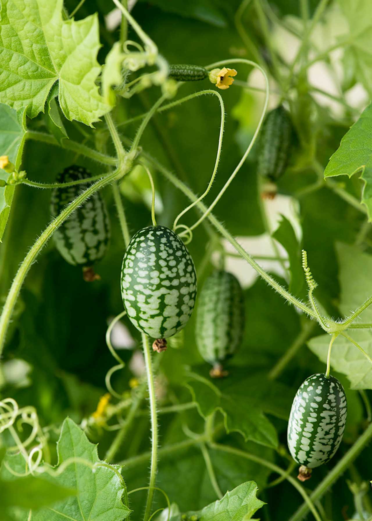 Cucamelon Strip