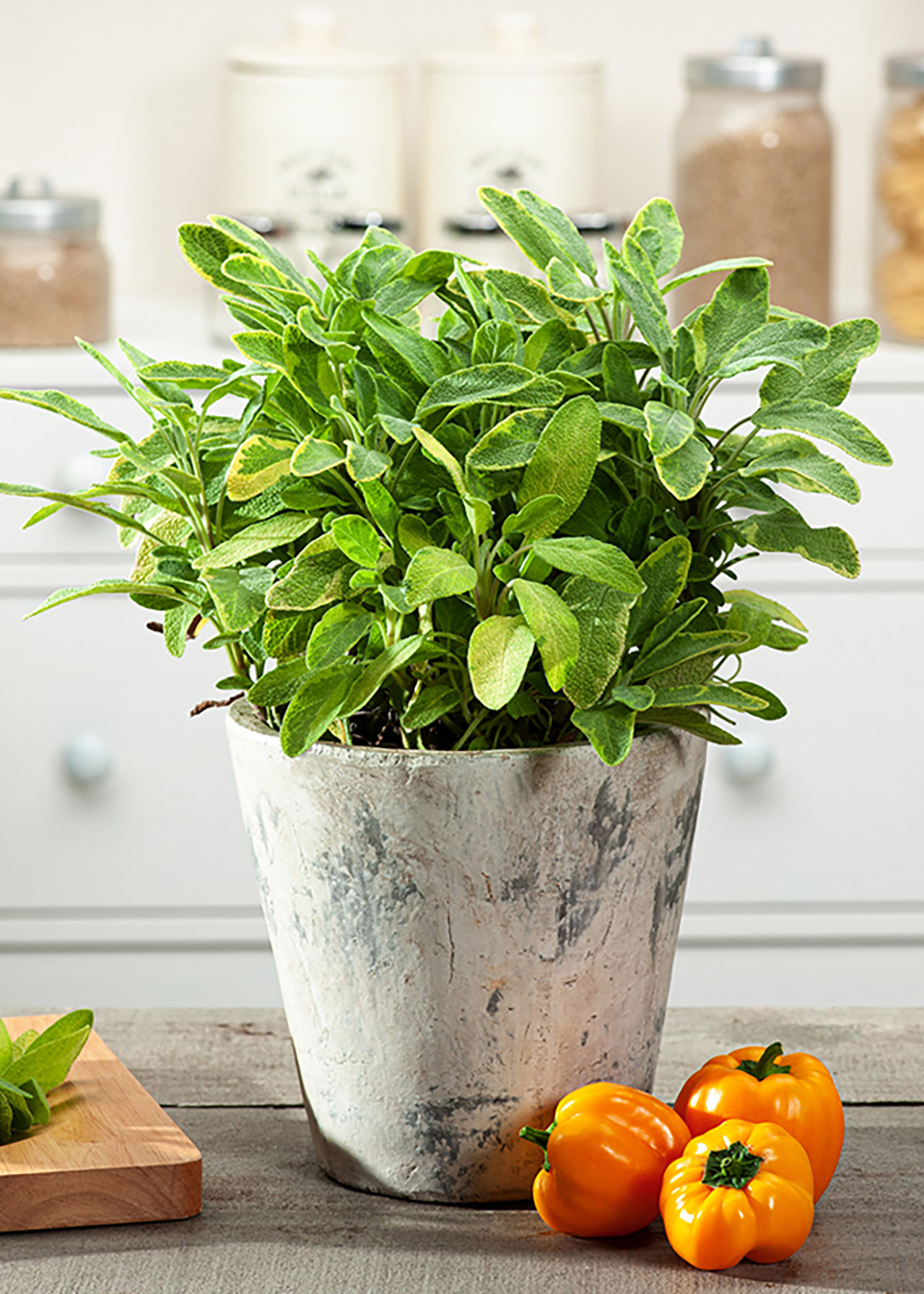 Sage Icterina 1ltr