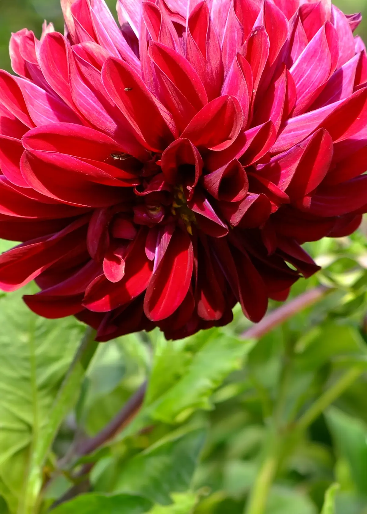 Dahlia Spartacus Single Pack