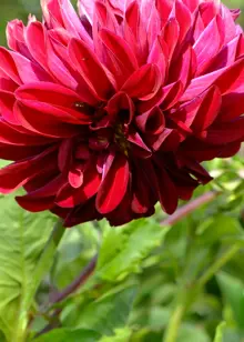Dahlia Spartacus Single Pack