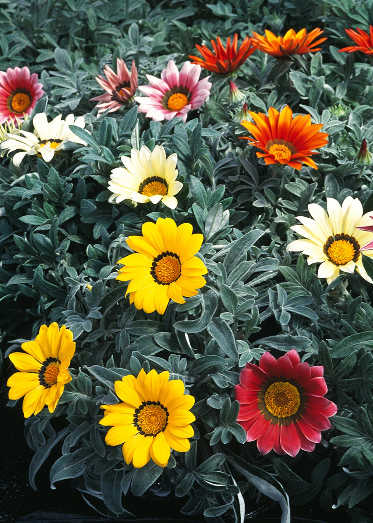 Gazania Frosty Kiss 6pk