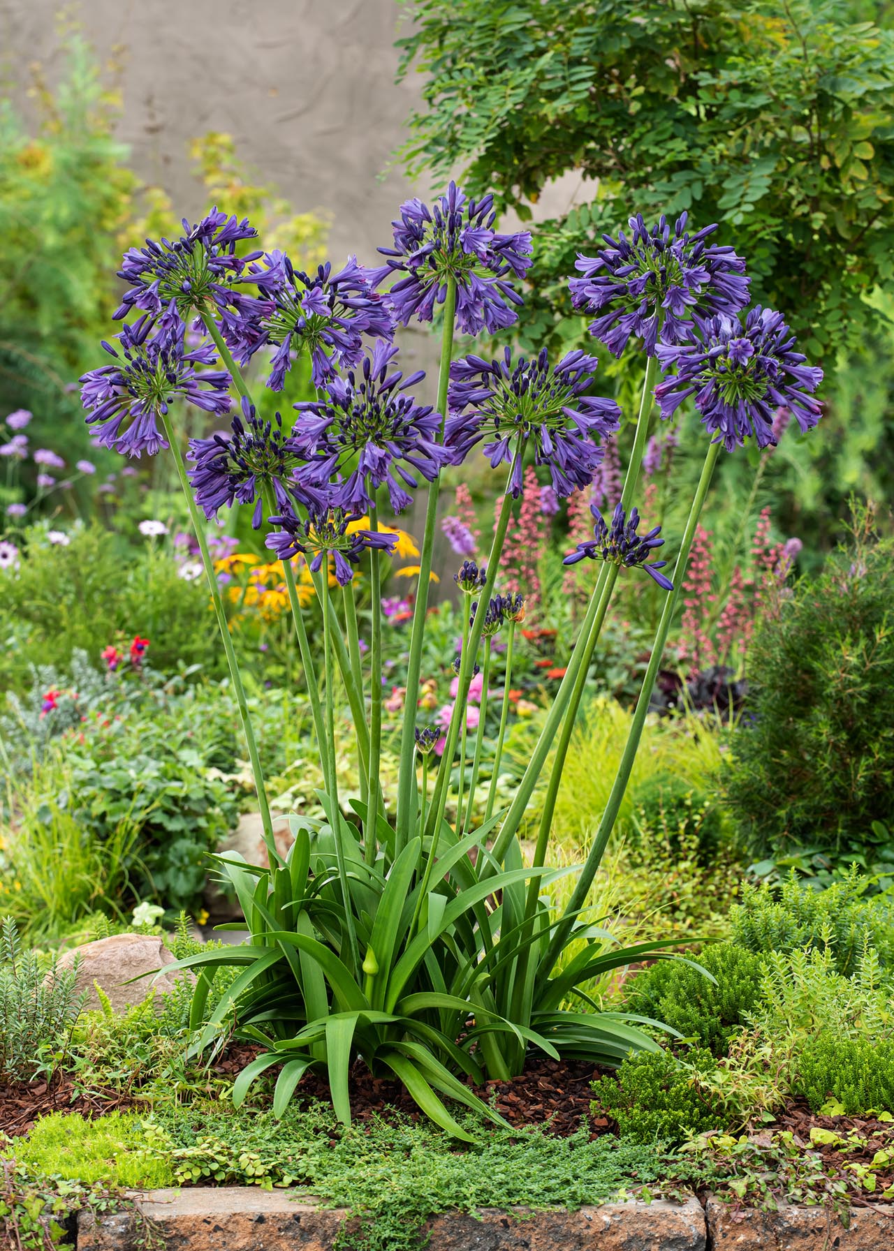 Agapanthus Poppin Purple 3ltr