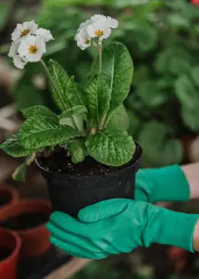 Ultimate All Round Gardening Gloves Medium Green