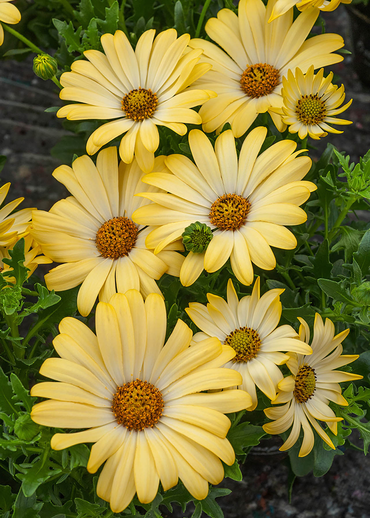 Osteospermum Yellow 6X9cm
