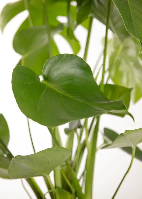 Monstera Deliciosa 21cm