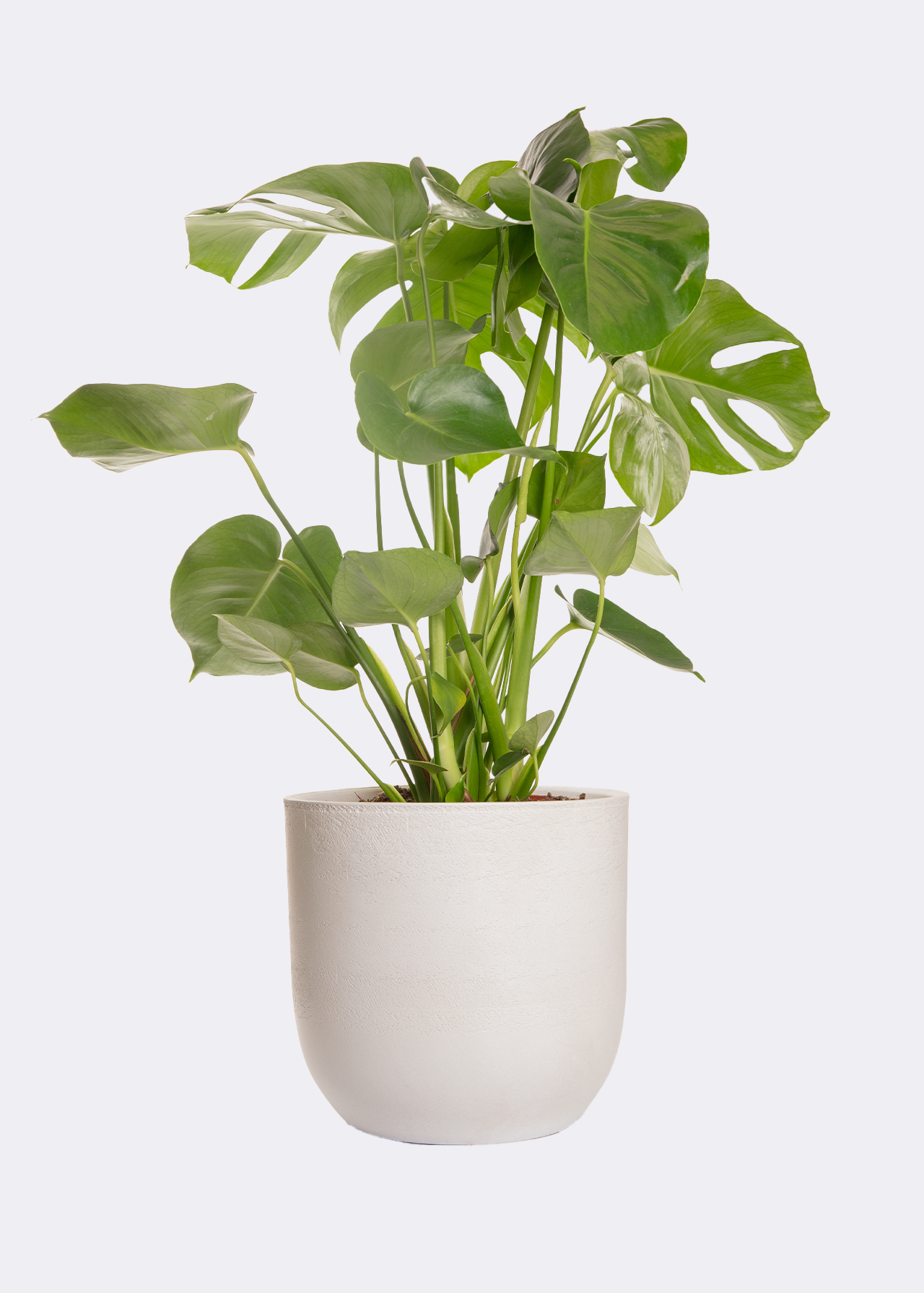 Monstera Deliciosa 21cm