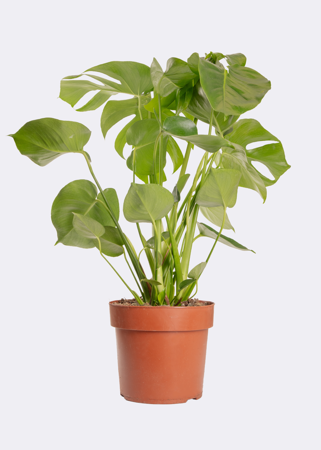 Monstera Deliciosa 21cm