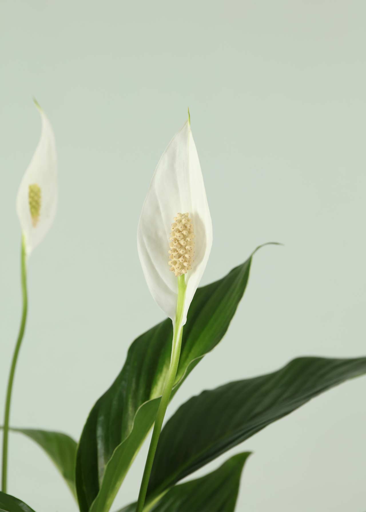 Spathiphyllum Vivaldi 17cm