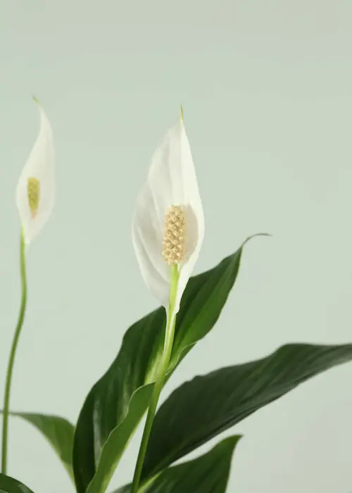 Spathiphyllum Vivaldi 17cm