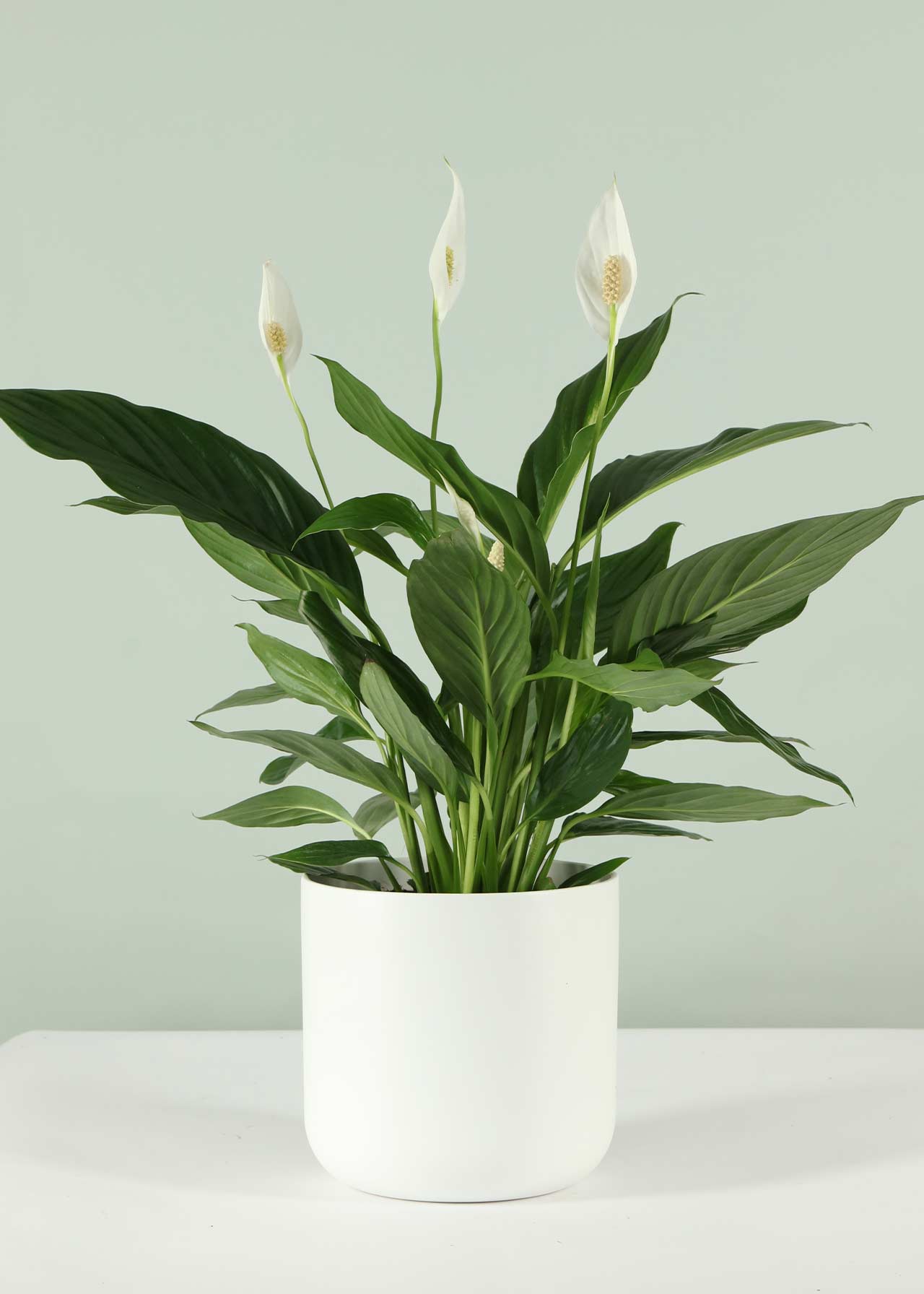 Spathiphyllum Vivaldi 17cm