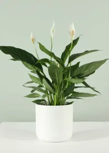 Spathiphyllum Vivaldi 17cm