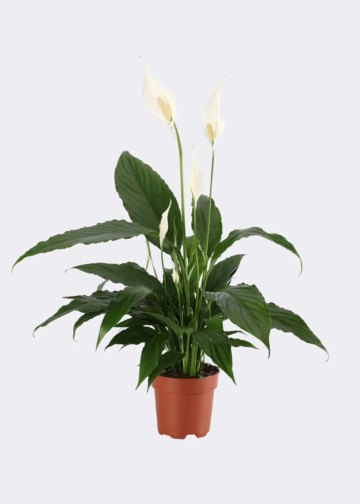Spathiphyllum Vivaldi 17cm