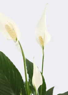 Spathiphyllum Vivaldi 17cm