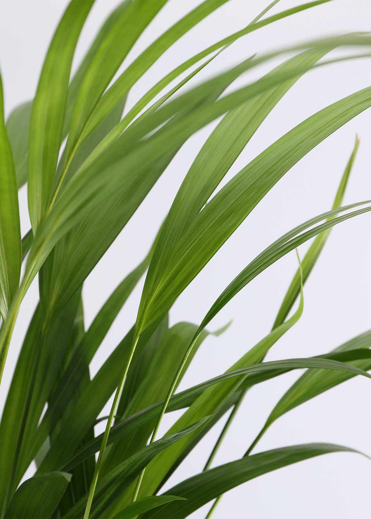 Dypsis Lutescens 17cm