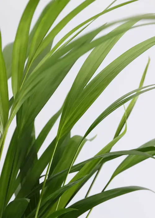 Dypsis Lutescens 17cm