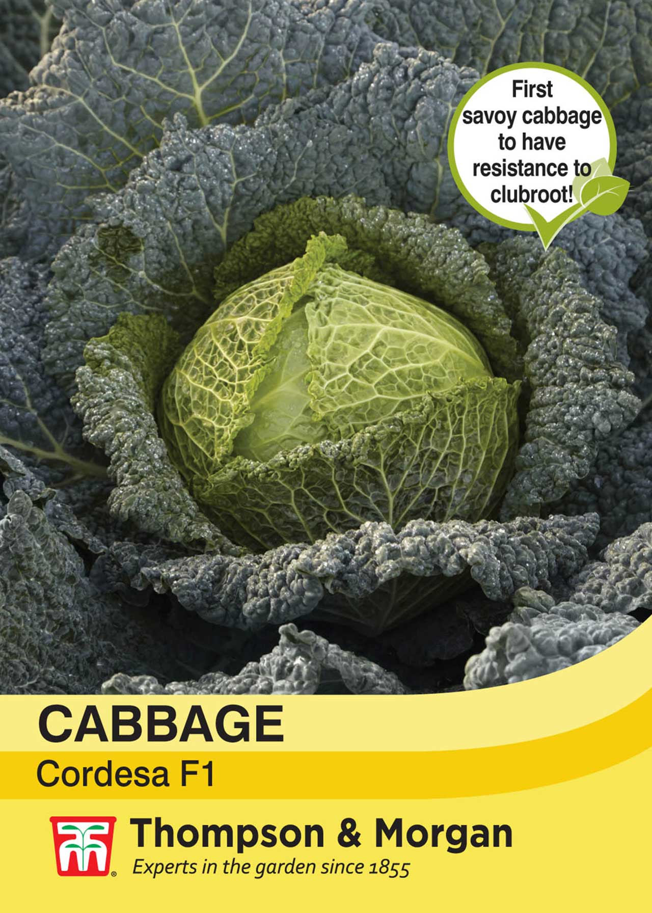 Cabbage Savoy Cordesa F1 Hybrid Seeds Dobbies Garden Centres
