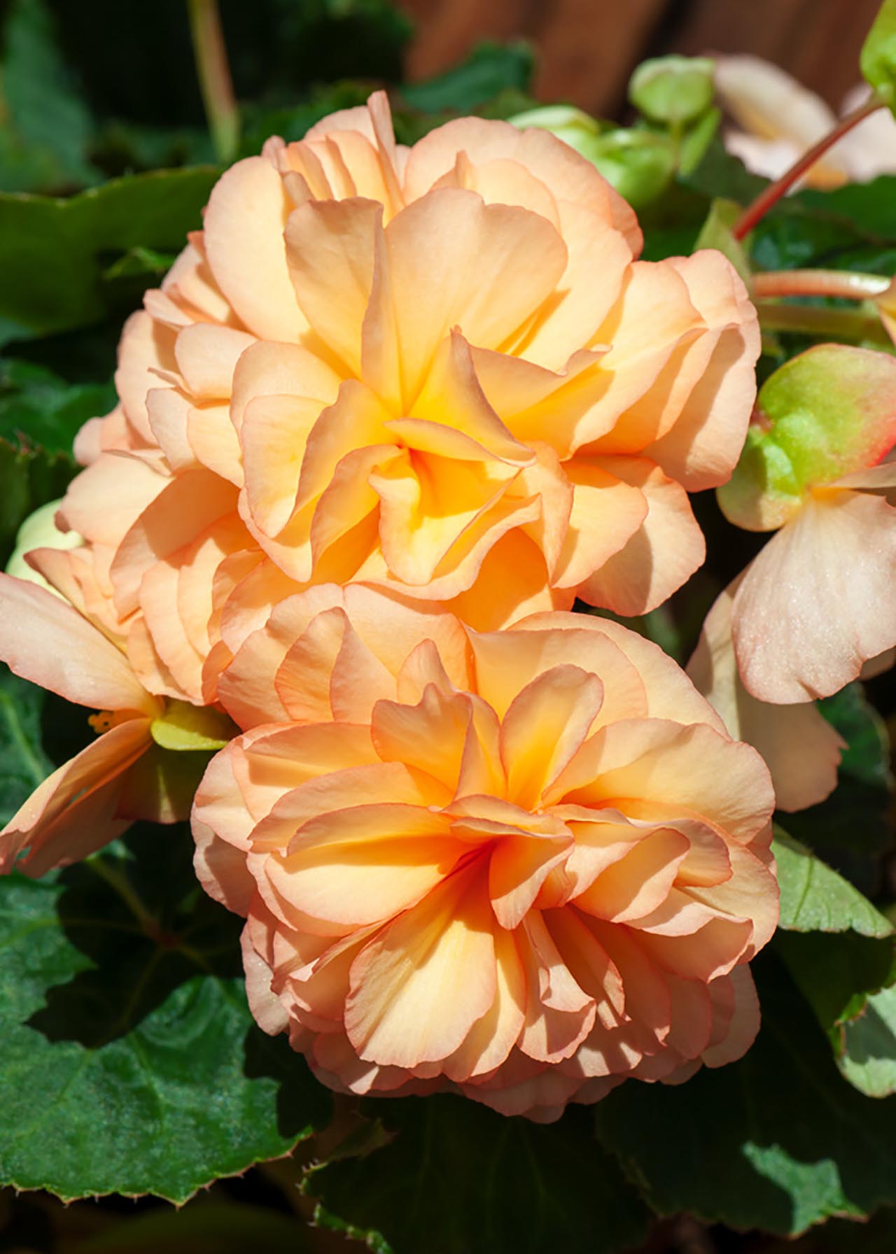 Begonia Fragrant Falls Peach 1ltr