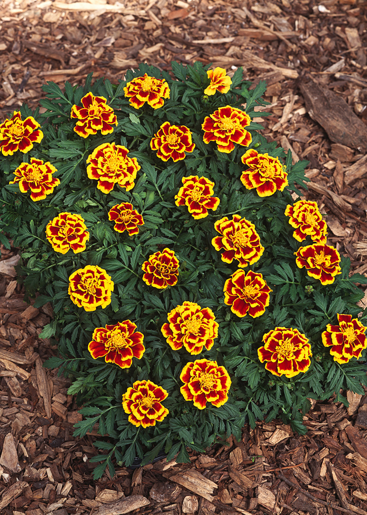 Marigold Durango Bee 1ltr