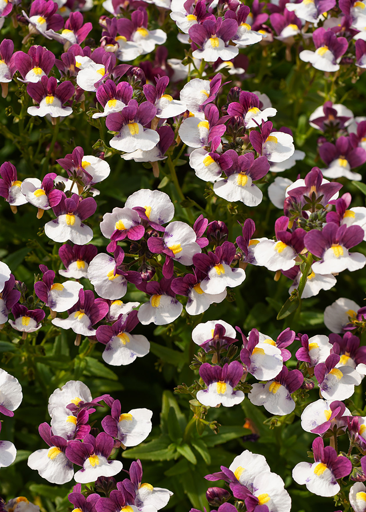 Nemesia Aroma Heart Of Gold 2ltr