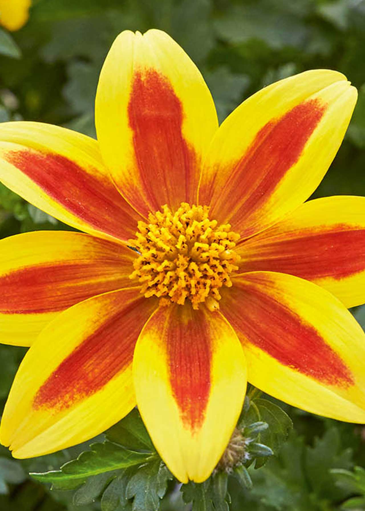 Bidens Taku Tuku Yellow Red Star 1ltr