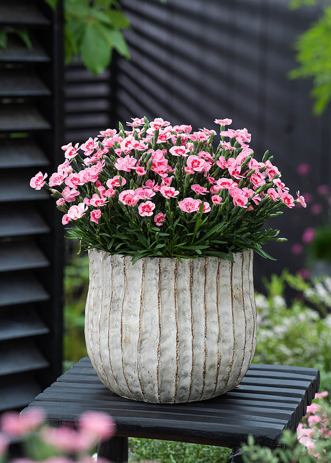Dianthus Peach Party 6 Pack
