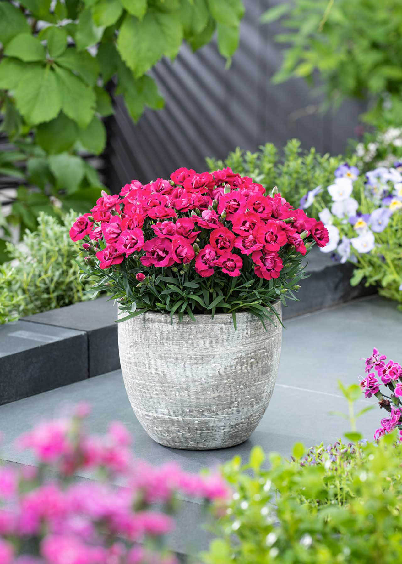 Dianthus Early Love 12cm